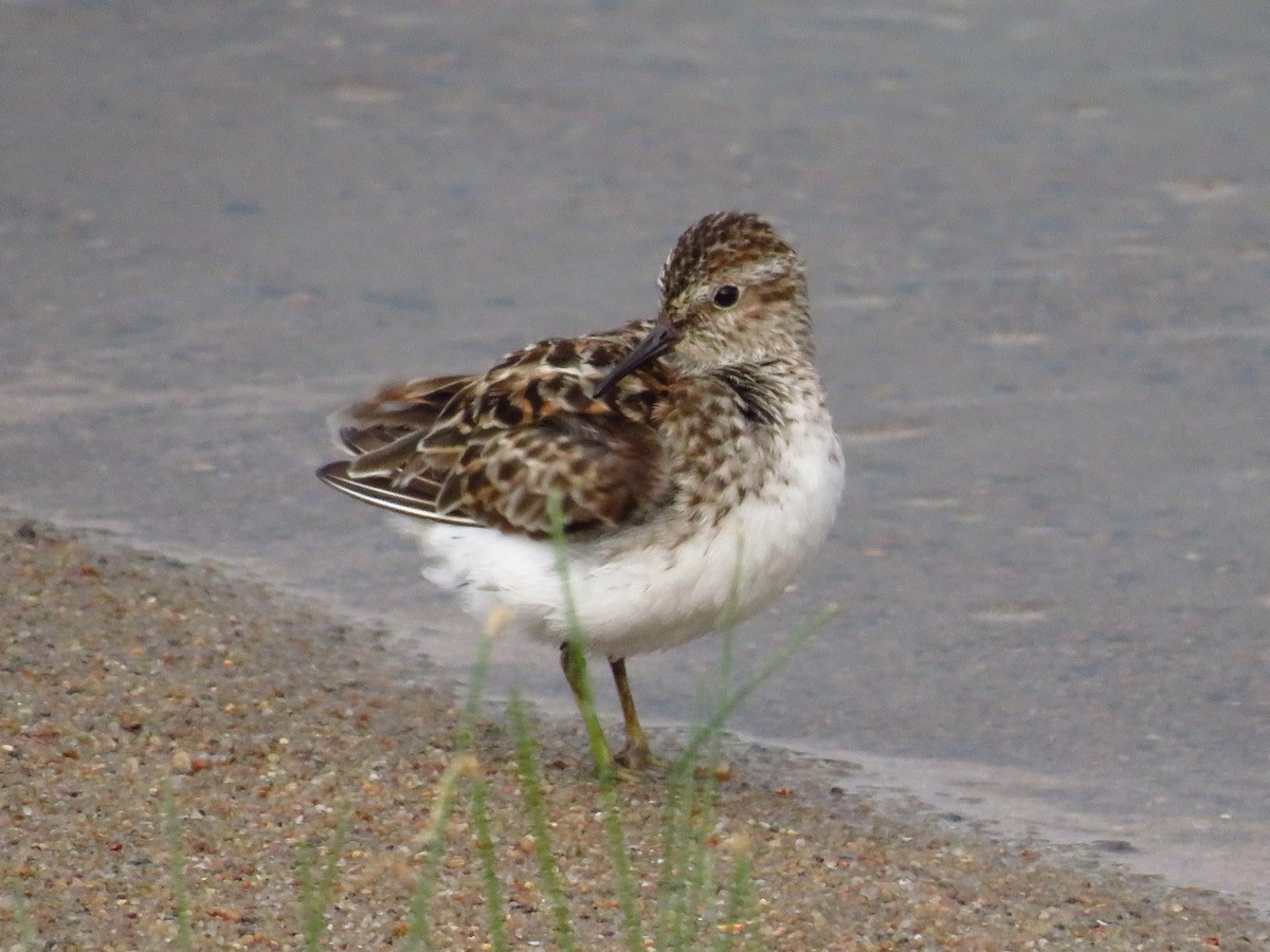 Least Sandpiper - ML451446191