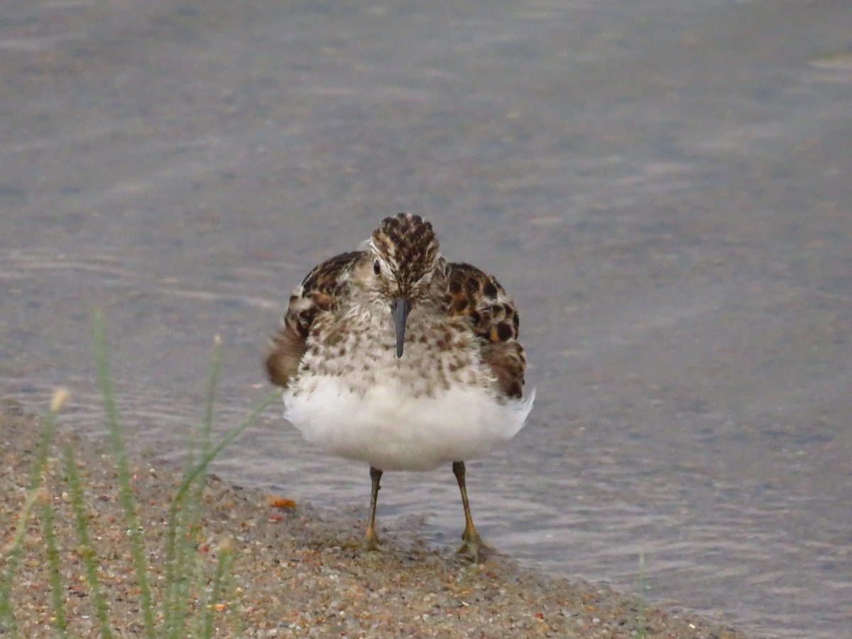 Least Sandpiper - ML451446251