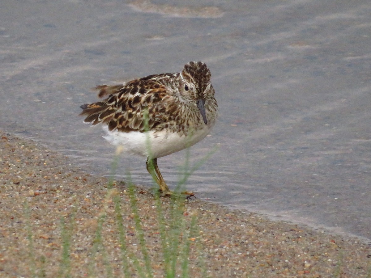 Least Sandpiper - ML451446261