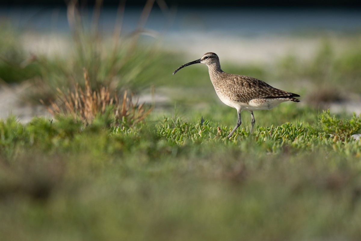 Hudsonian Whimbrel - ML451446581