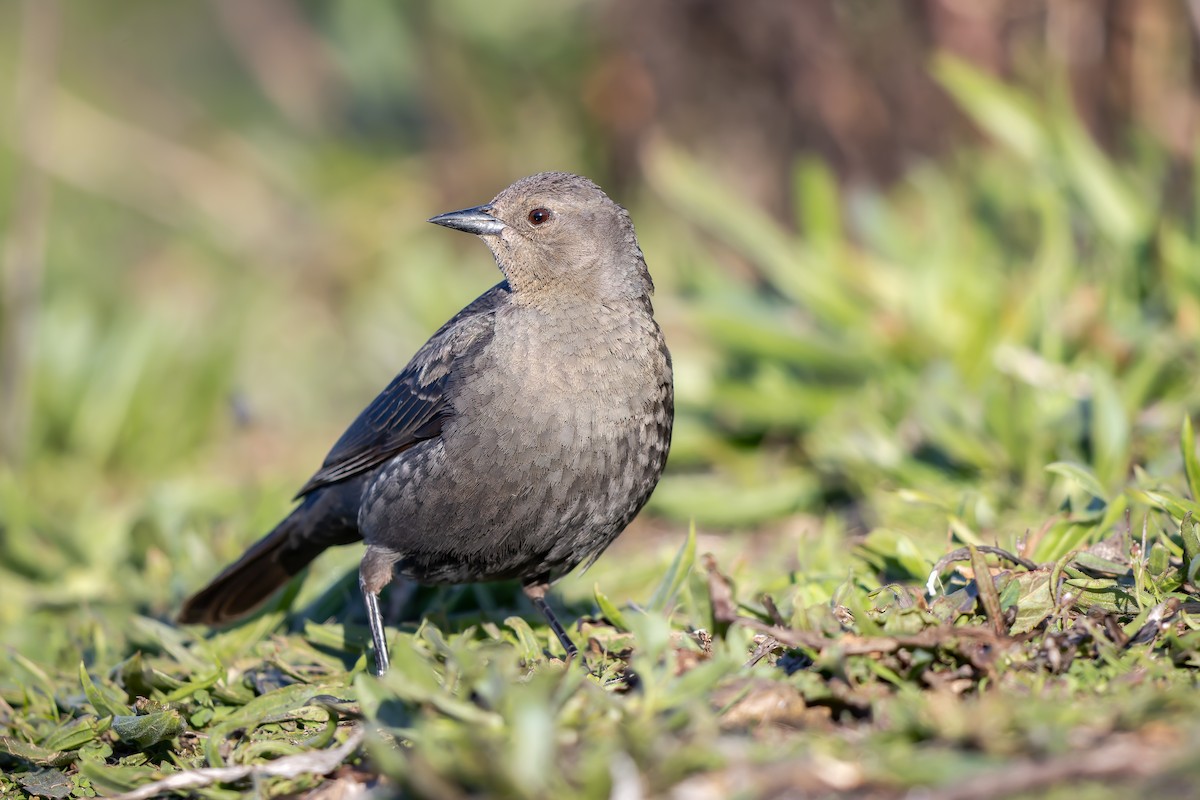 Brewer's Blackbird - Frédérick Lelièvre