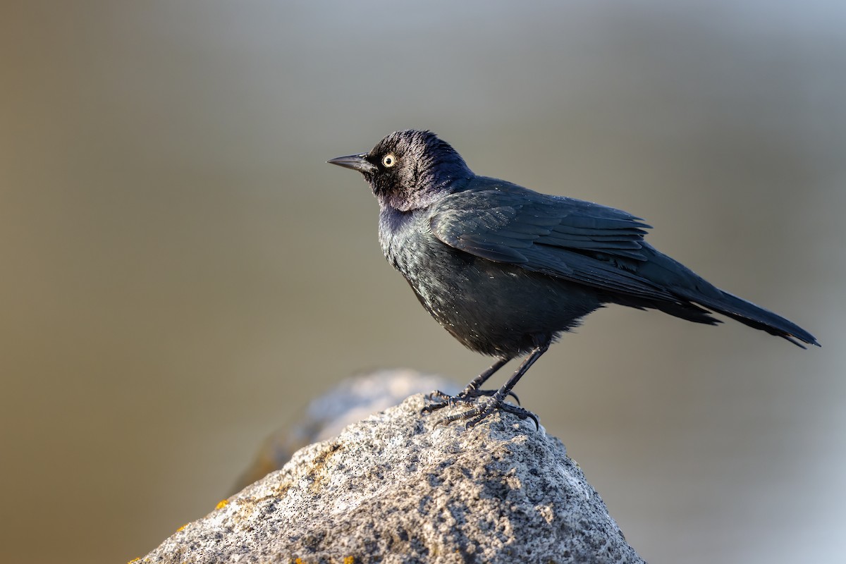 Brewer's Blackbird - Frédérick Lelièvre