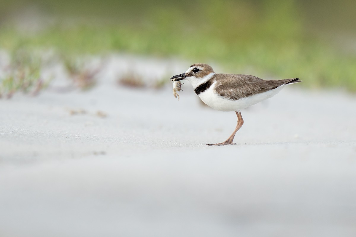 Wilson's Plover - ML451446851