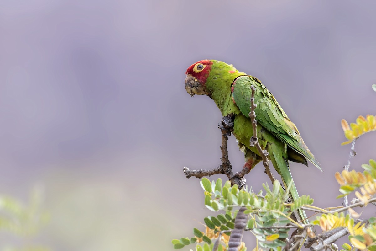 Conure à tête rouge - ML451447181