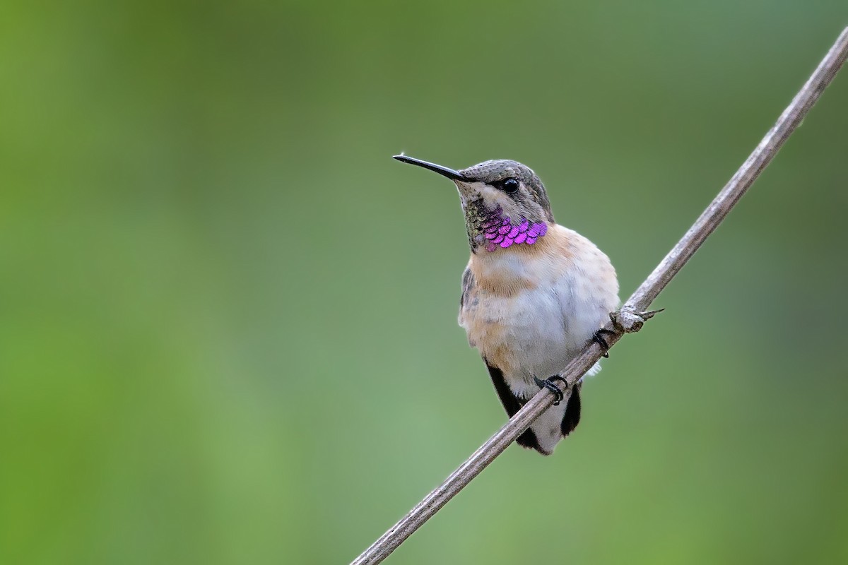 Short-tailed Woodstar - Bradley Hacker 🦜