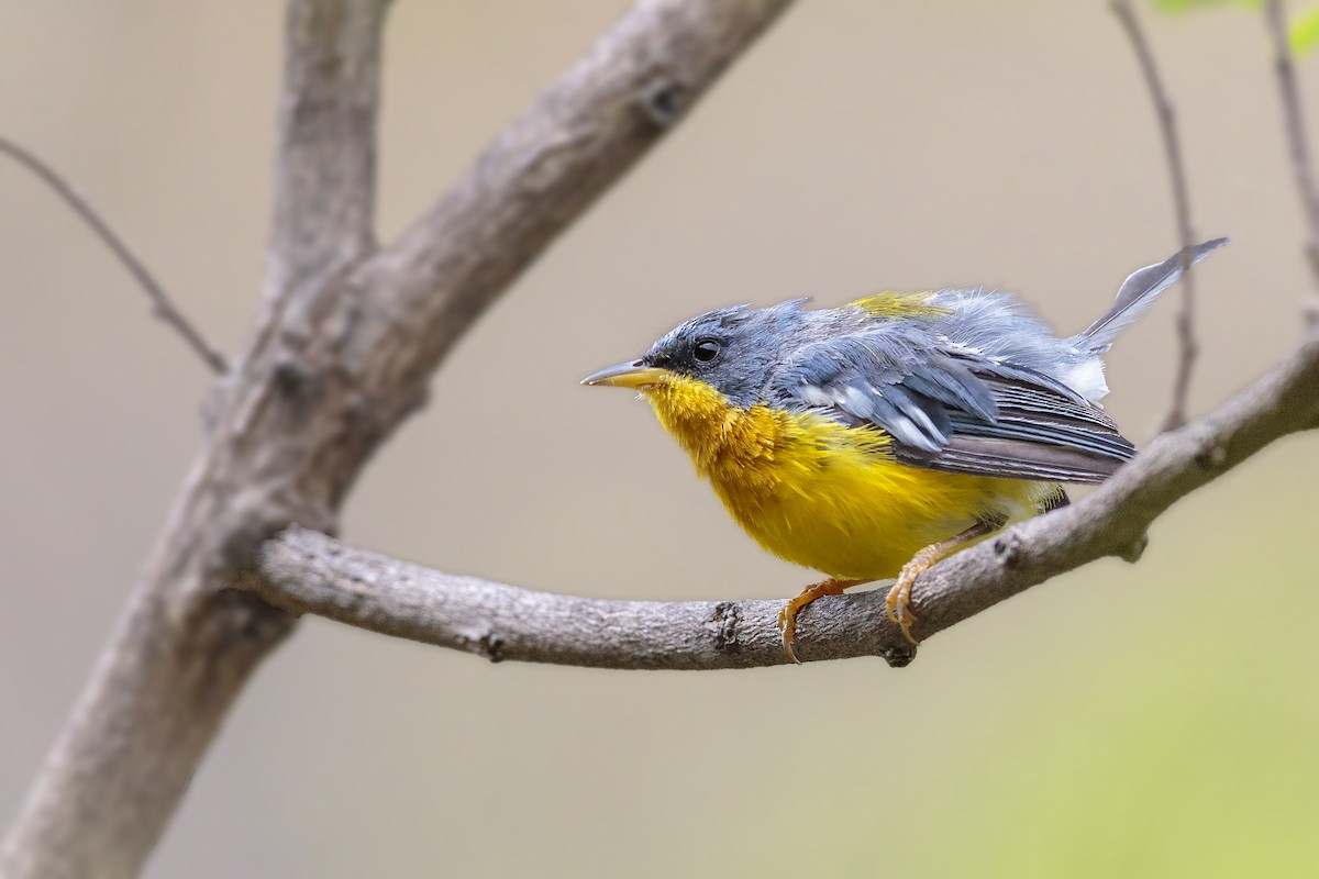 Tropical Parula - ML451447251