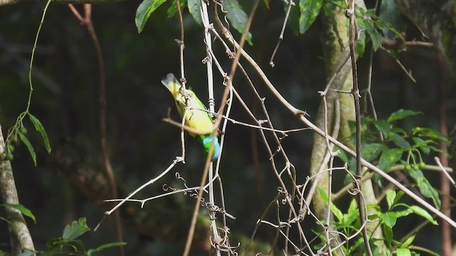 Golden-browed Chlorophonia - ML451448181