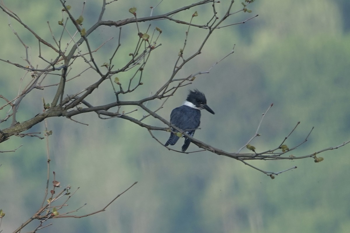 Belted Kingfisher - ML451448721