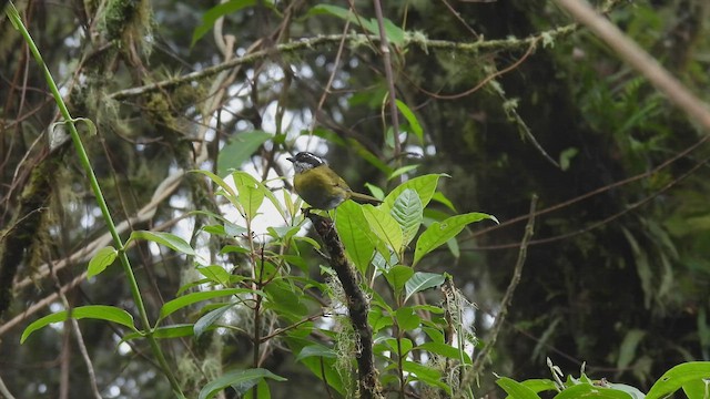 Sooty-capped Chlorospingus - ML451448891