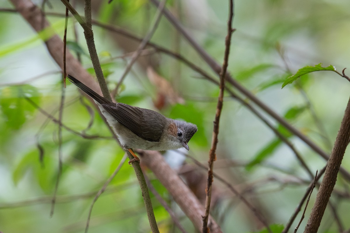 Striated Yuhina - ML451448981