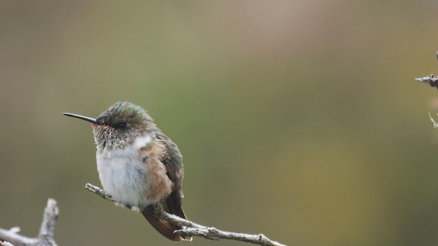 Volcano Hummingbird - ML451449961