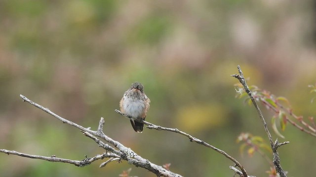 Volcano Hummingbird - ML451449981