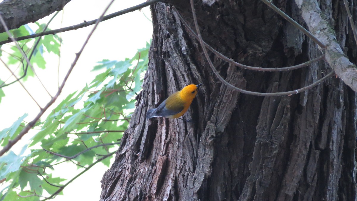 Prothonotary Warbler - ML451450291