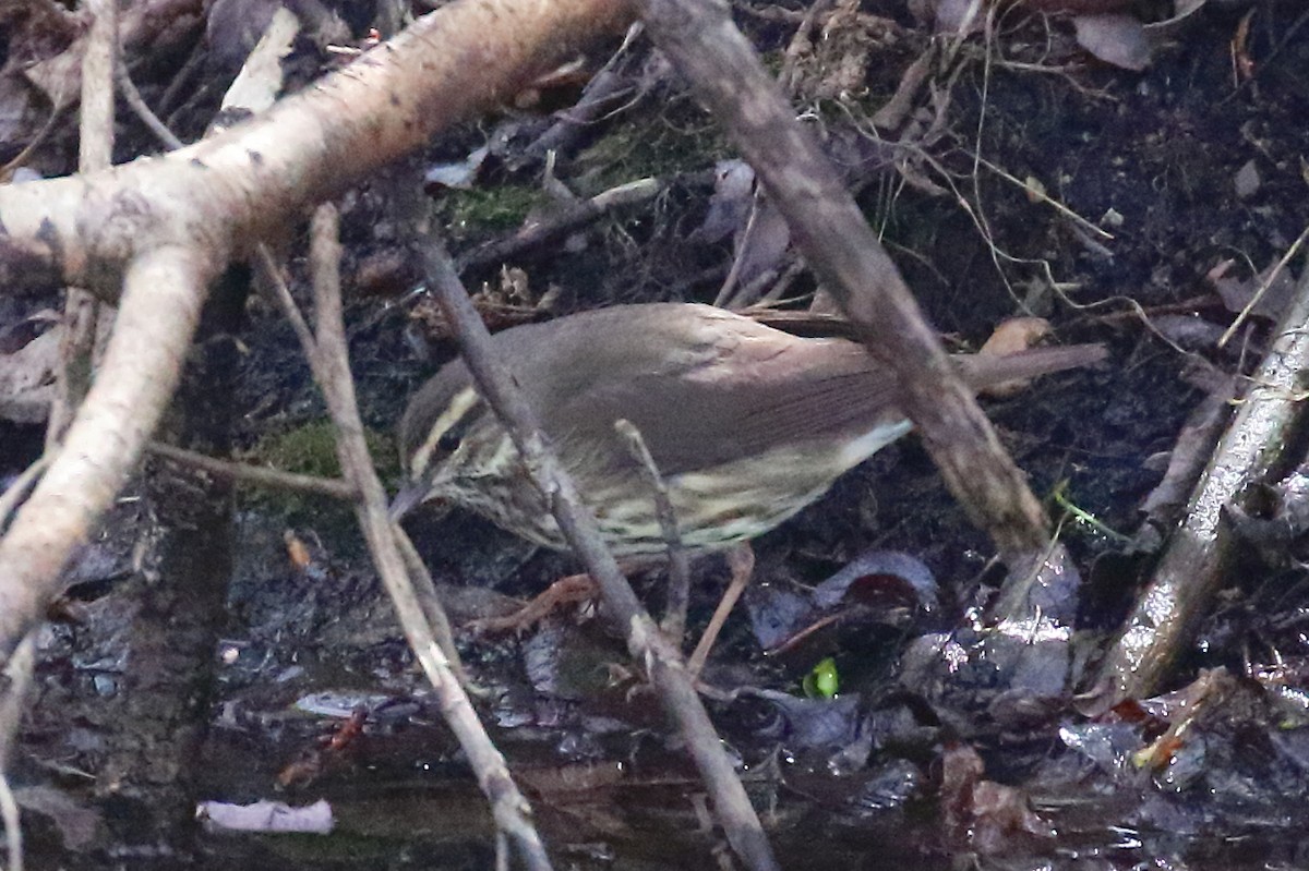 Northern Waterthrush - ML451450301