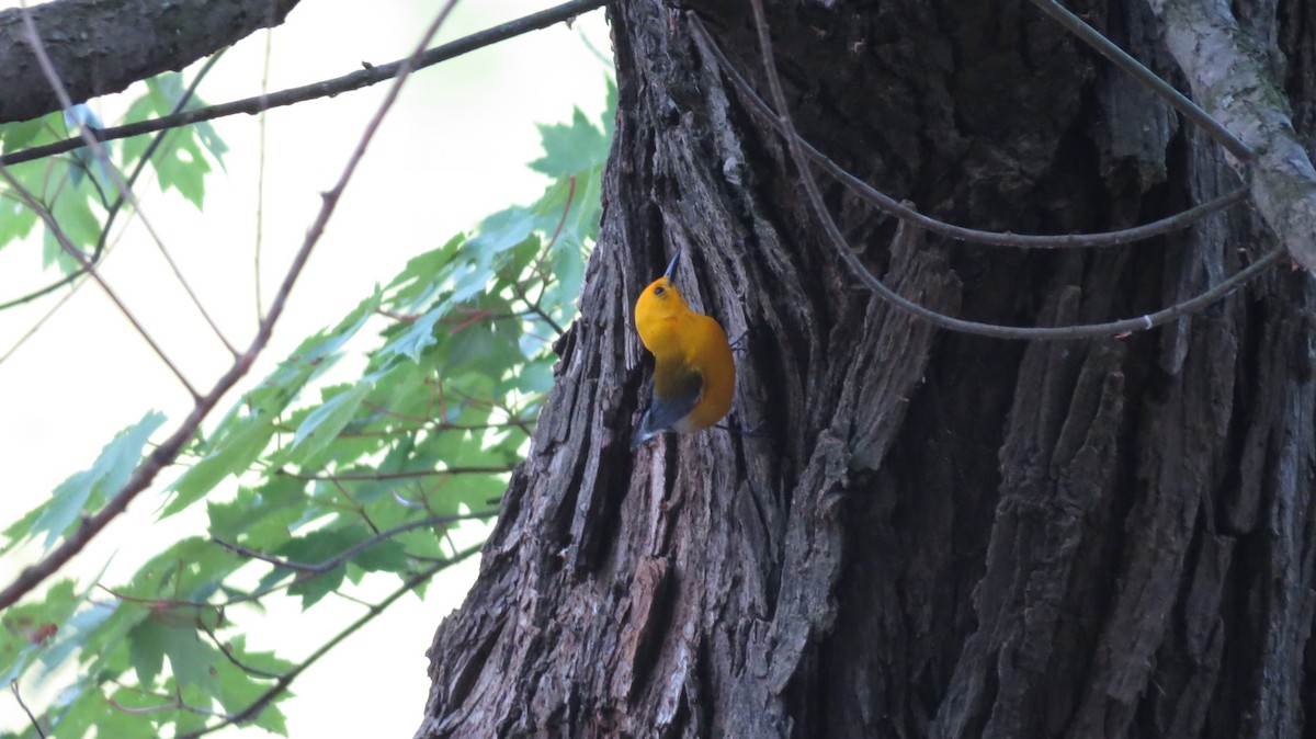 Prothonotary Warbler - ML451450311