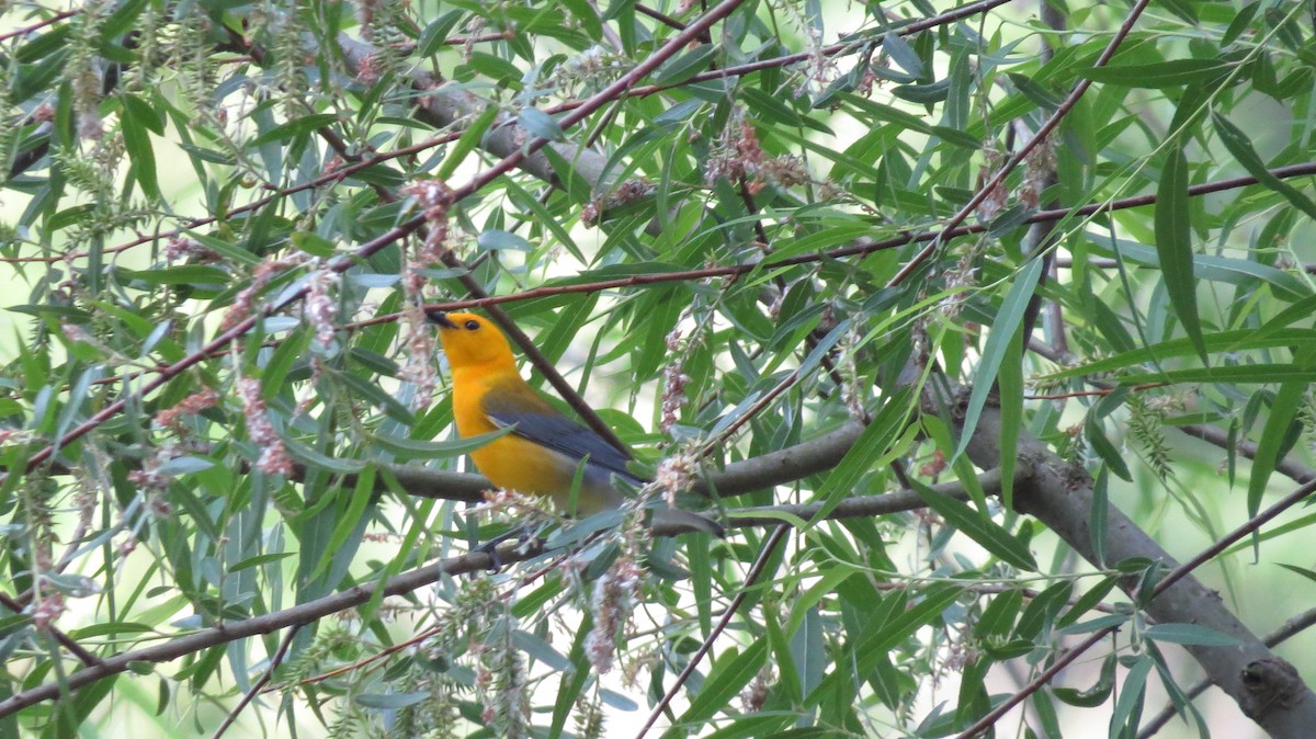 Prothonotary Warbler - ML451450321