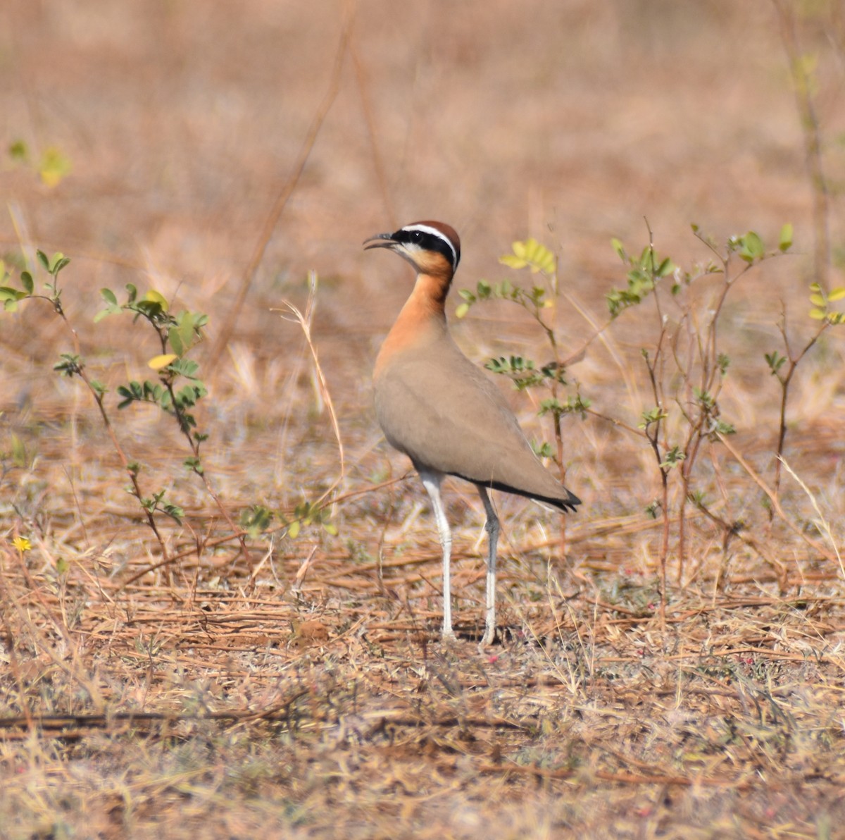 Indian Courser - ML451451251