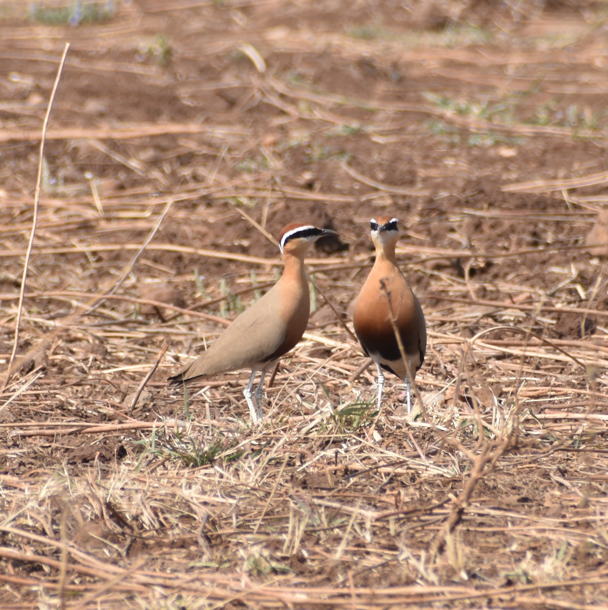 Indian Courser - ML451451331