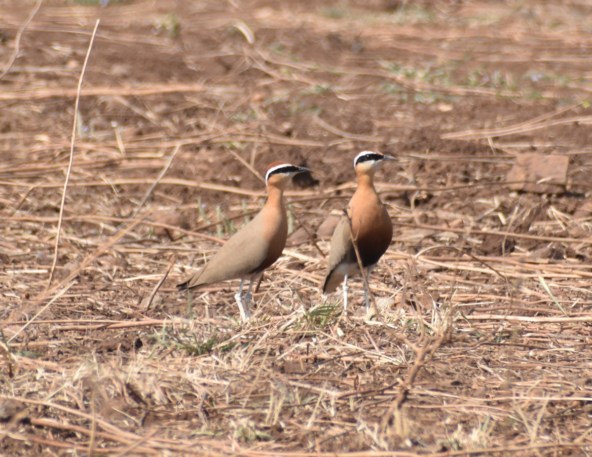 Indian Courser - ML451451341
