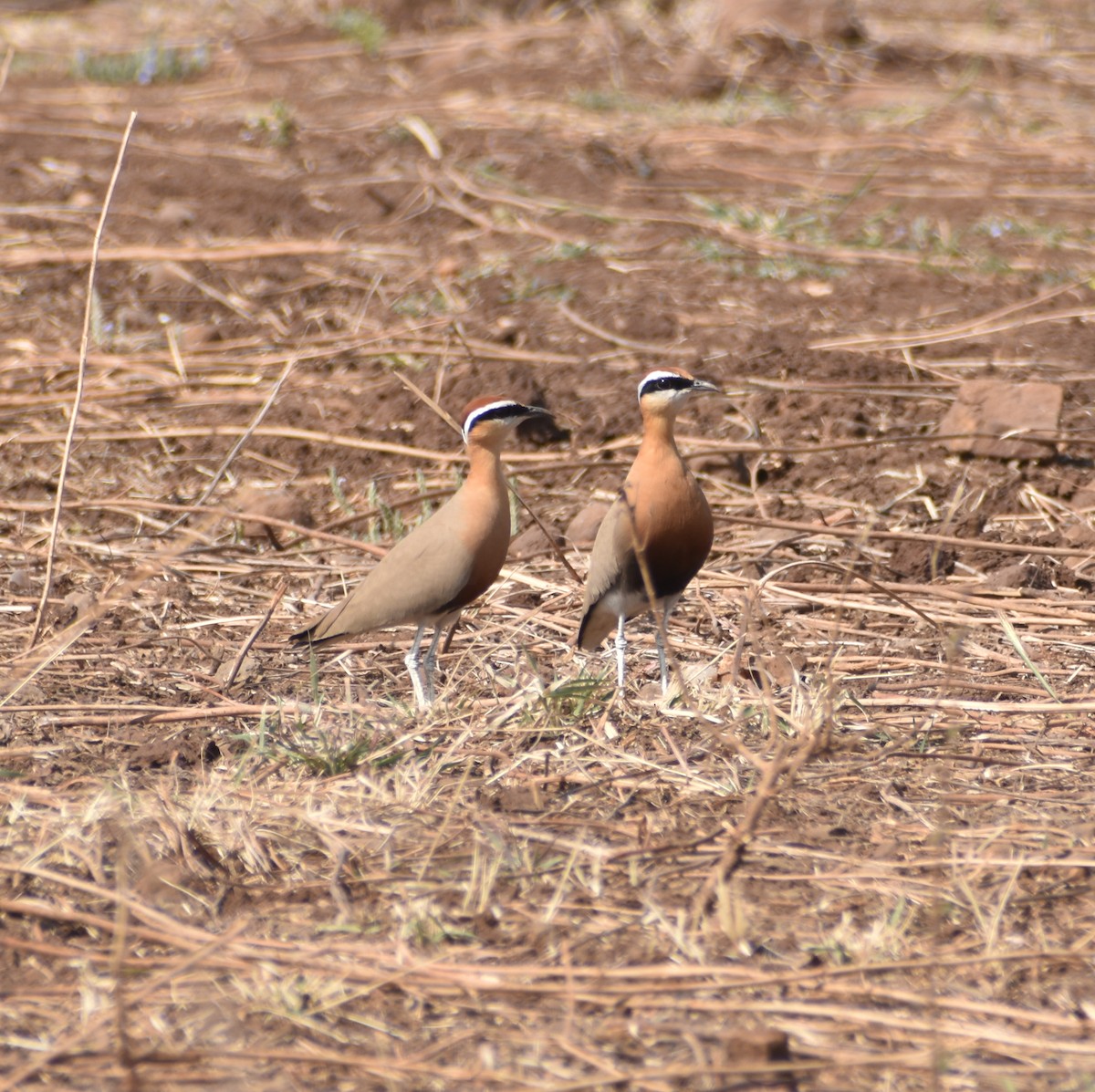 Indian Courser - ML451451351