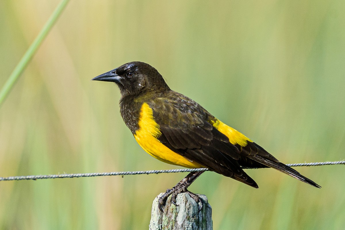 Yellow-rumped Marshbird - ML451452011