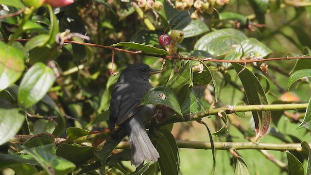 Peg-billed Finch - ML451452431