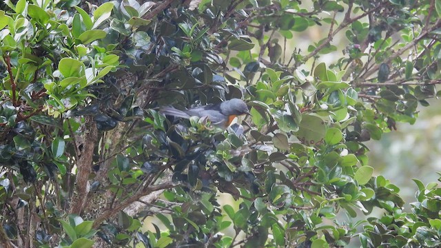 Flame-throated Warbler - ML451453441