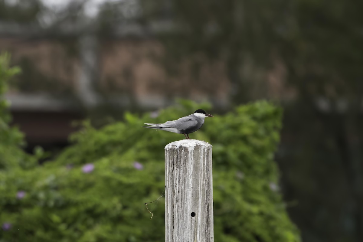 Whiskered Tern - Ming Shan Tsai