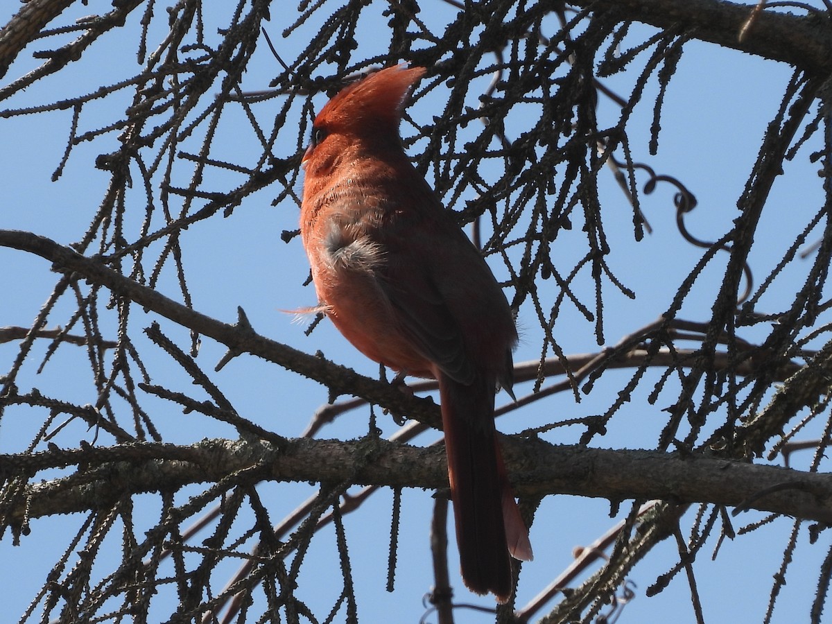 Cardinal rouge - ML451454841