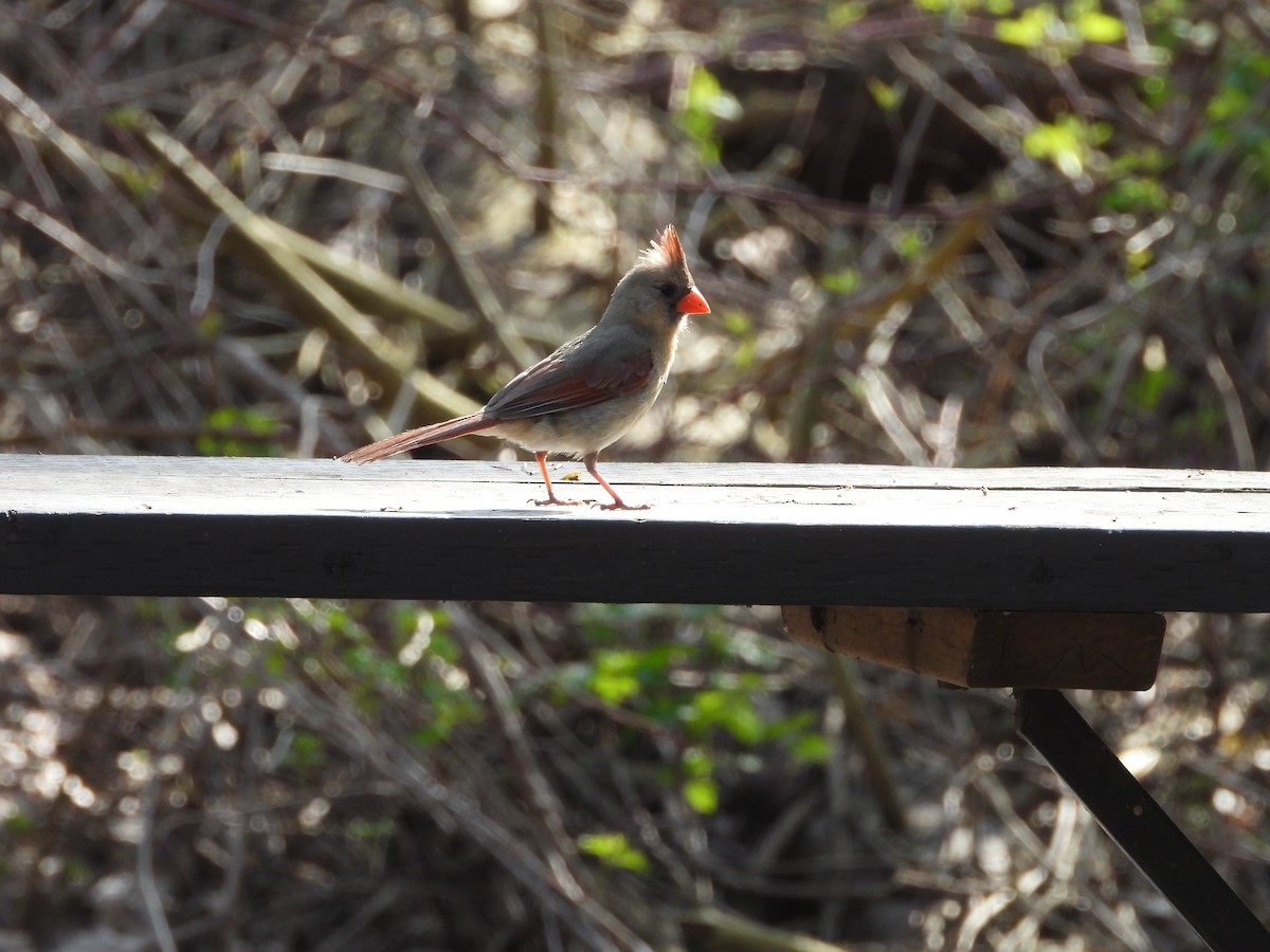 Cardinal rouge - ML451454851