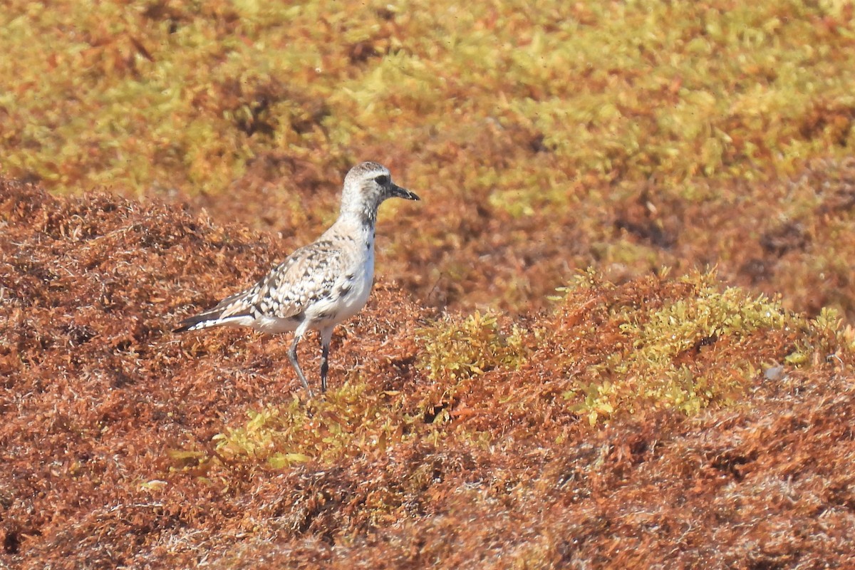 Black-bellied Plover - ML451455351