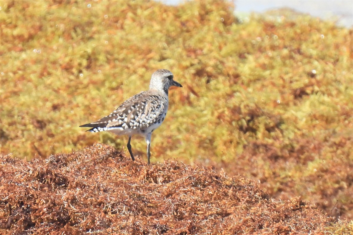 Black-bellied Plover - ML451455361