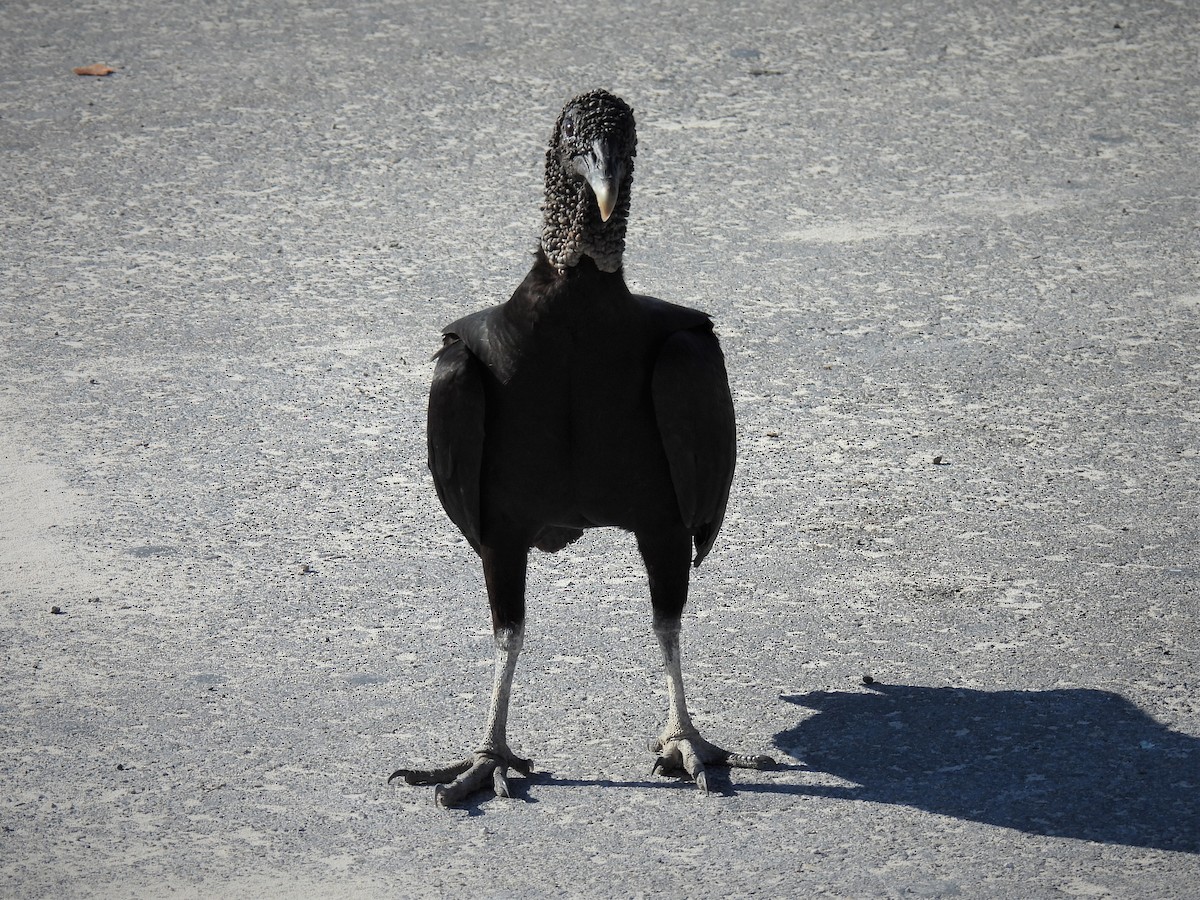 Black Vulture - ML451455511