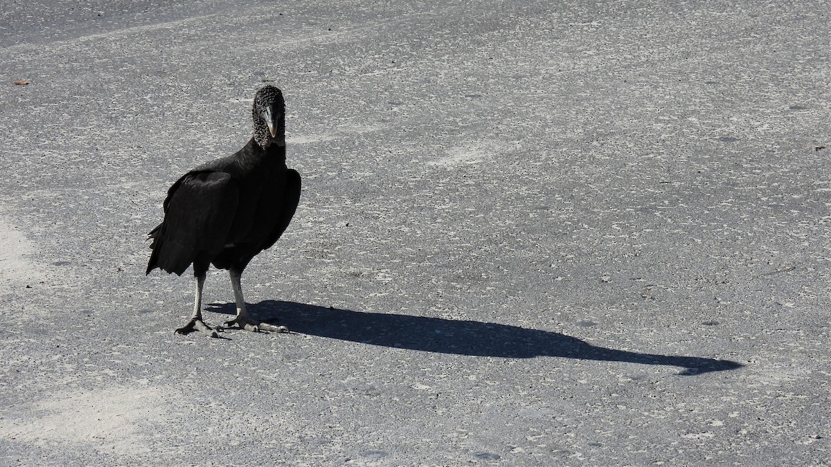 Black Vulture - ML451455521