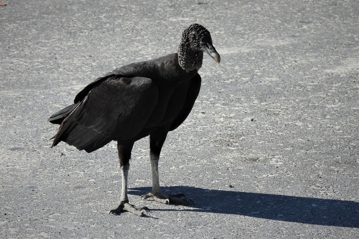 Black Vulture - ML451455531