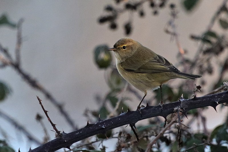 Common Chiffchaff - ML45145581