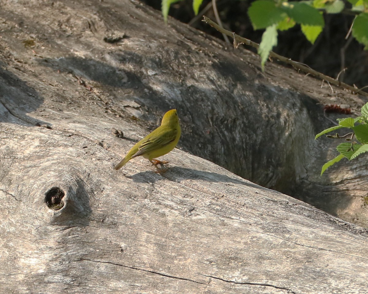 Yellow Warbler - ML451458421