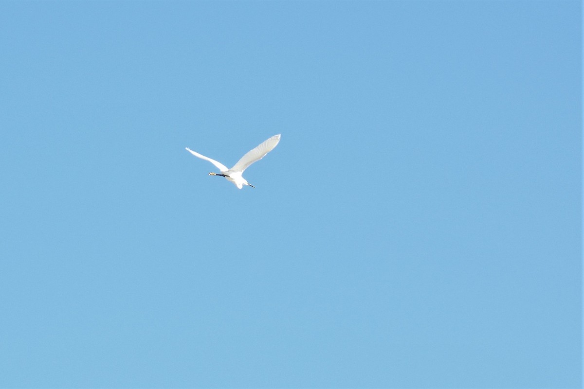 Snowy Egret - ML451458781