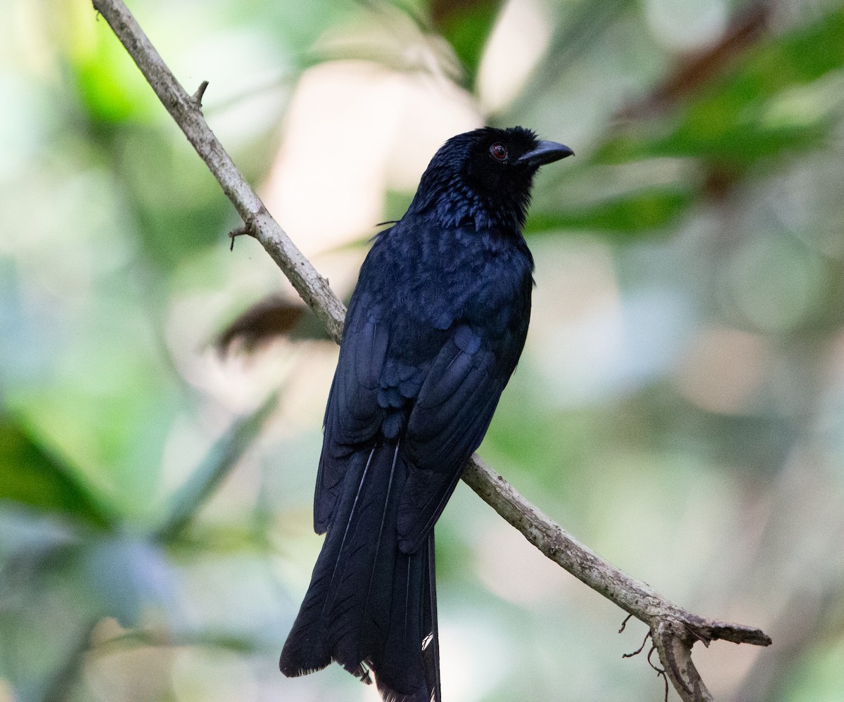 Greater Racket-tailed Drongo - ML451458991
