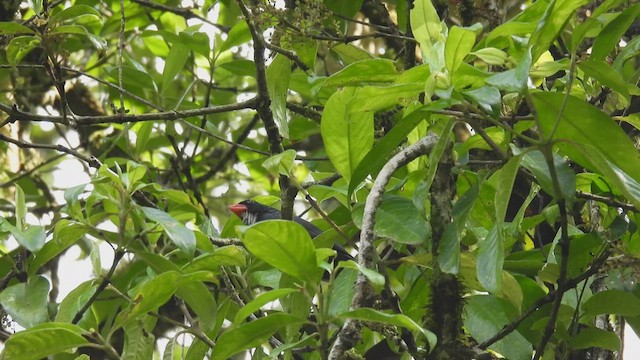 Slate-colored Grosbeak - ML451459091