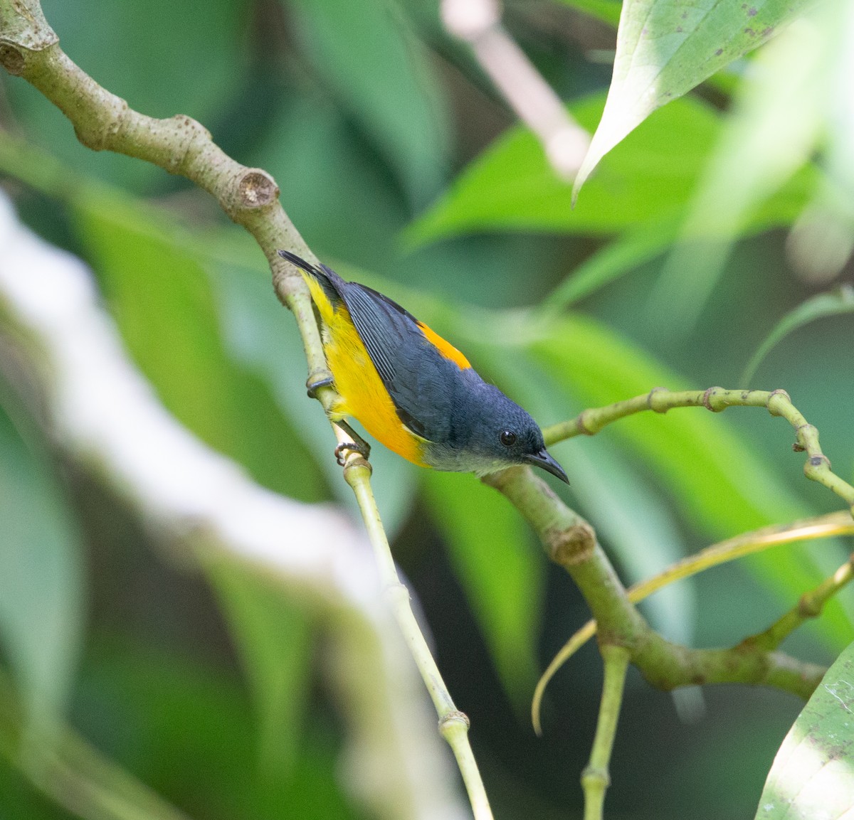 Orange-bellied Flowerpecker - ML451459241