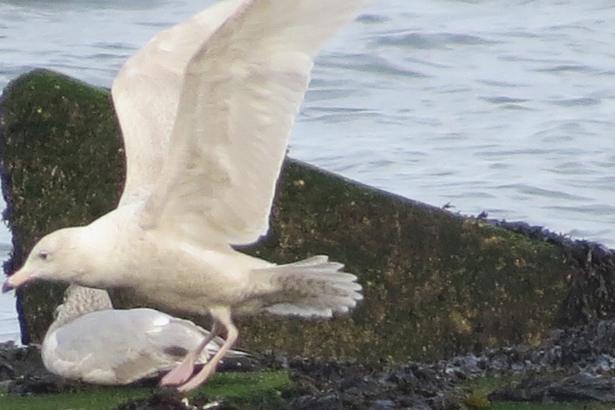 Glaucous Gull - ML45145951