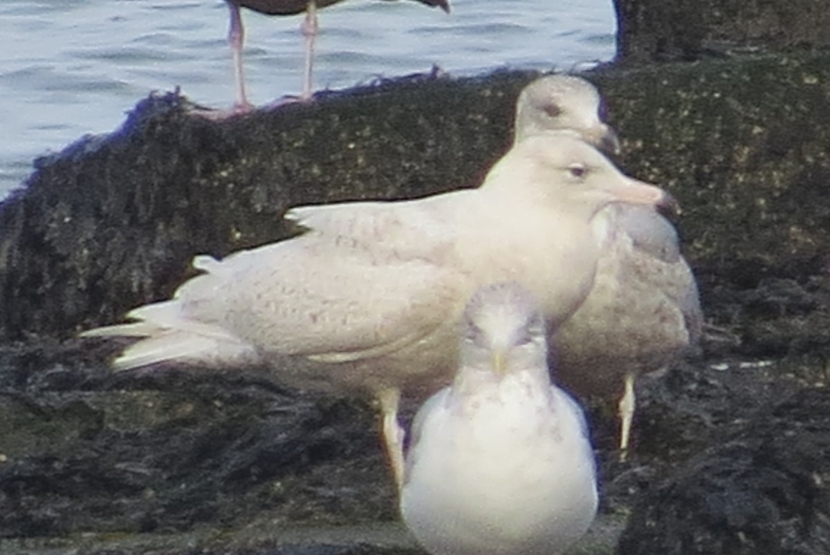 Glaucous Gull - ML45145971