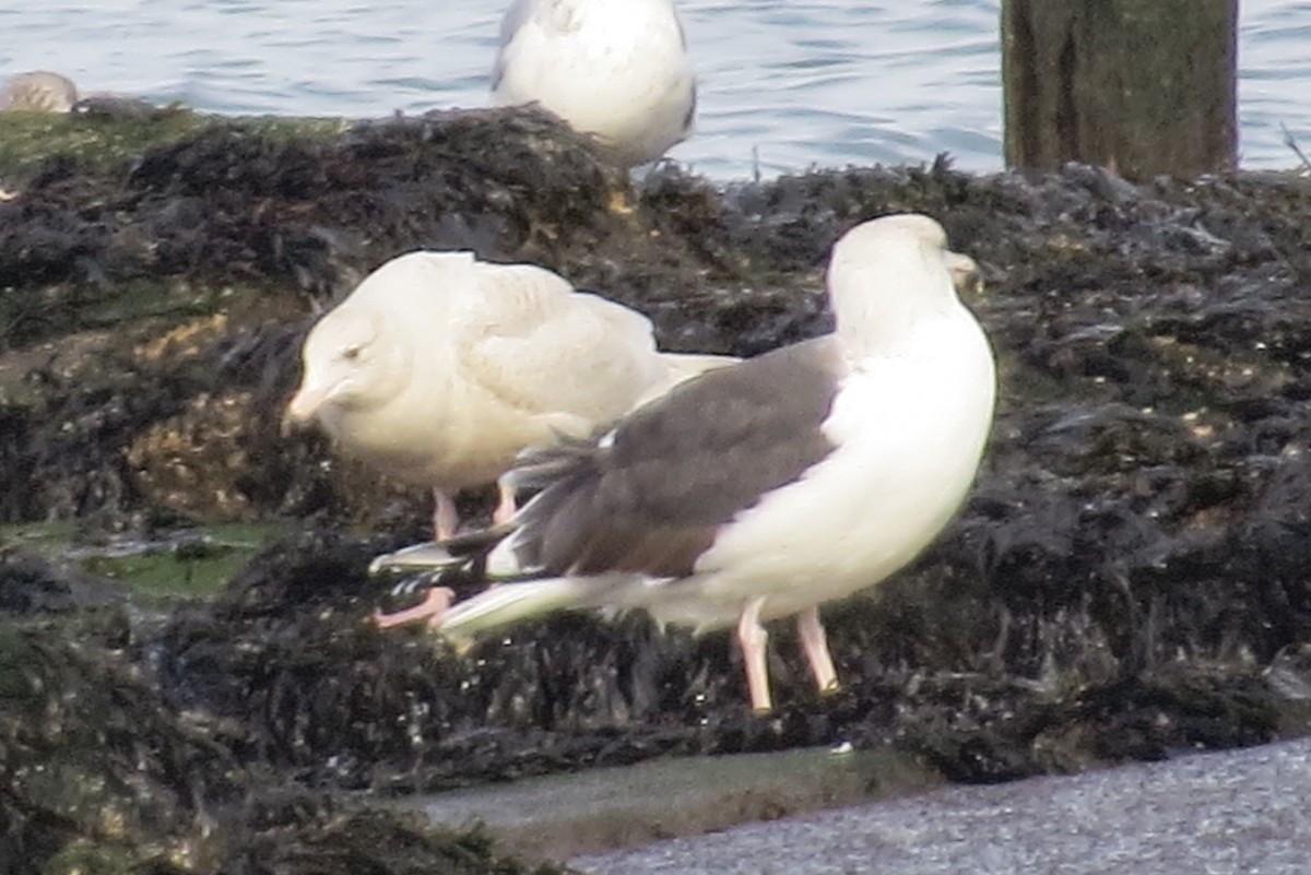 Glaucous Gull - ML45145981