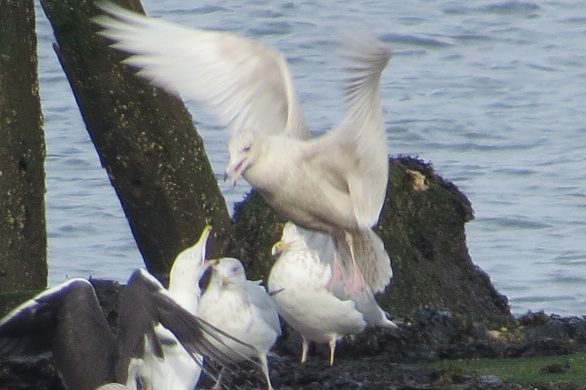 Glaucous Gull - ML45145991