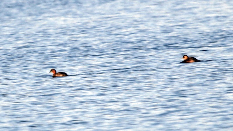 Little Grebe - ML45146031