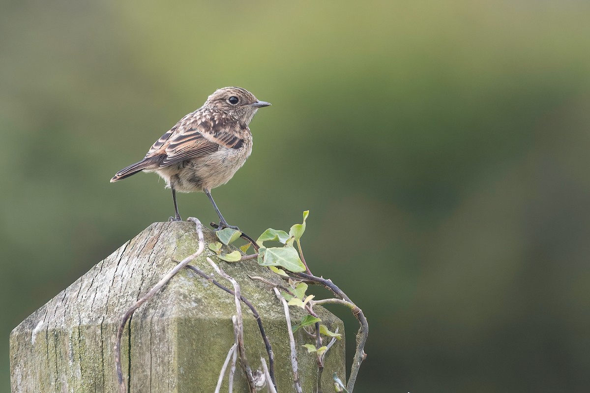 European Stonechat - ML451461651