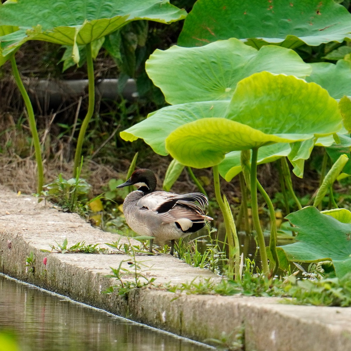 Falcated Duck - ML451461881