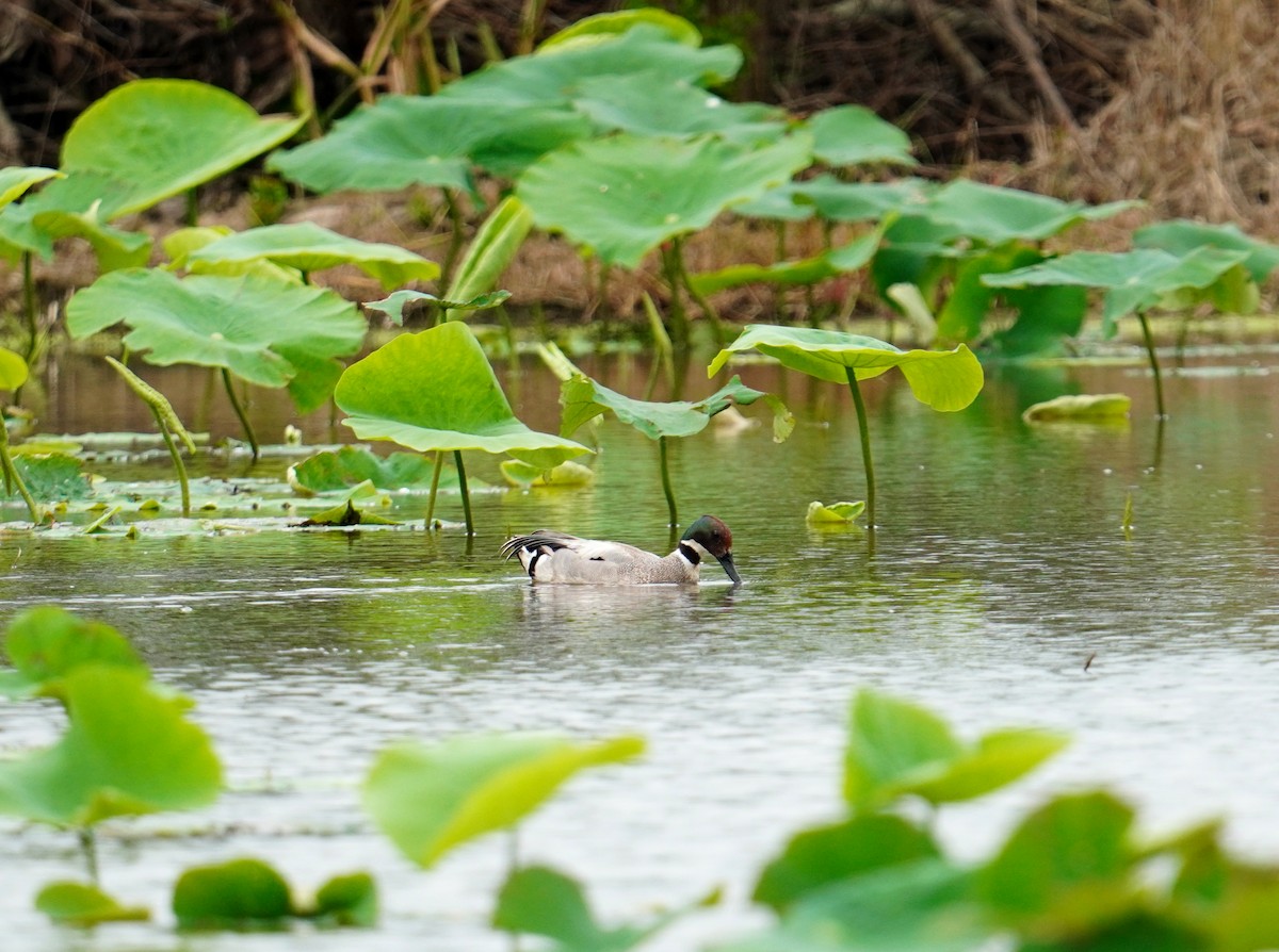 Falcated Duck - ML451461941