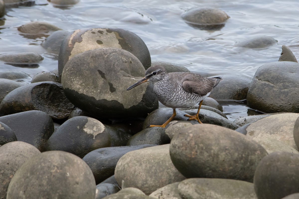 Grauschwanz-Wasserläufer - ML451462501